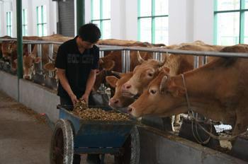 优质肉牛犊供应优质肉牛 种牛