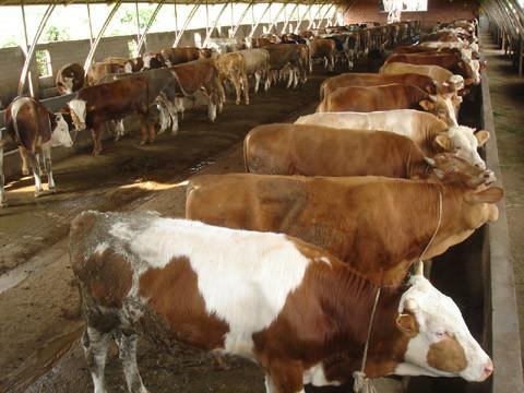 济宁市种牛厂家供应种牛肉牛育肥牛