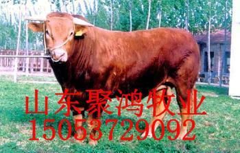 北京魯西黃牛價(jià)格