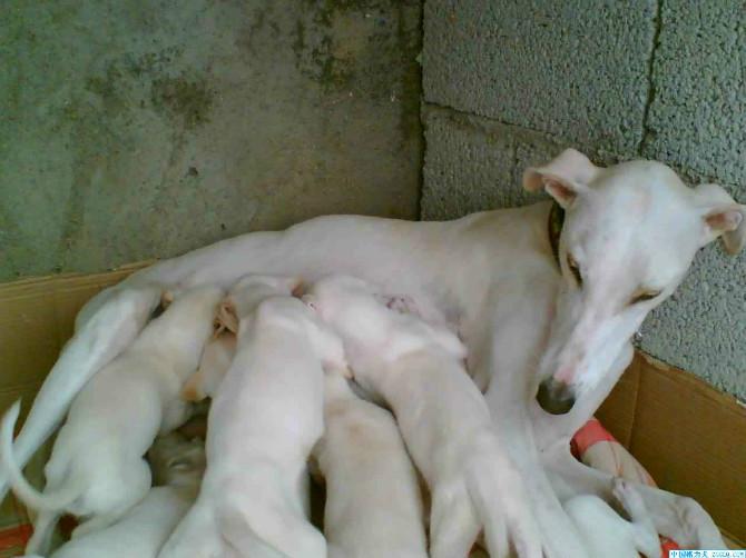 格力犬最大的养殖场君悦特种狗养殖图片