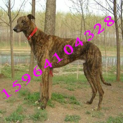 供应格力犬幼崽的饲养与管理牧羊犬斗狗