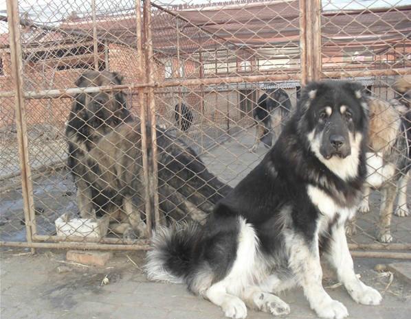 济宁市德国牧羊犬幼崽的饲养与管理肉狗厂家