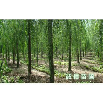 菏泽市山东菏泽国槐苗木基地菏泽国槐苗圃厂家