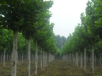 供應(yīng)山東菏澤紅葉石楠球苗圃基地