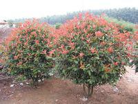 供應山東菏澤大葉黃楊球苗圃基地