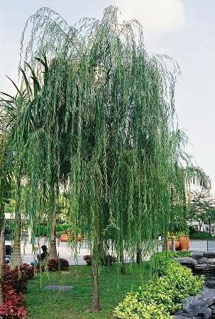 供應(yīng)山東菏澤垂柳苗圃基地供應(yīng)垂柳