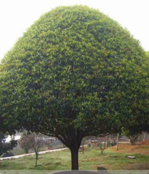 供應山東菏澤桂花苗圃基地