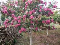 供應(yīng)山東菏澤紫微苗圃基地供應(yīng)1-20紫微