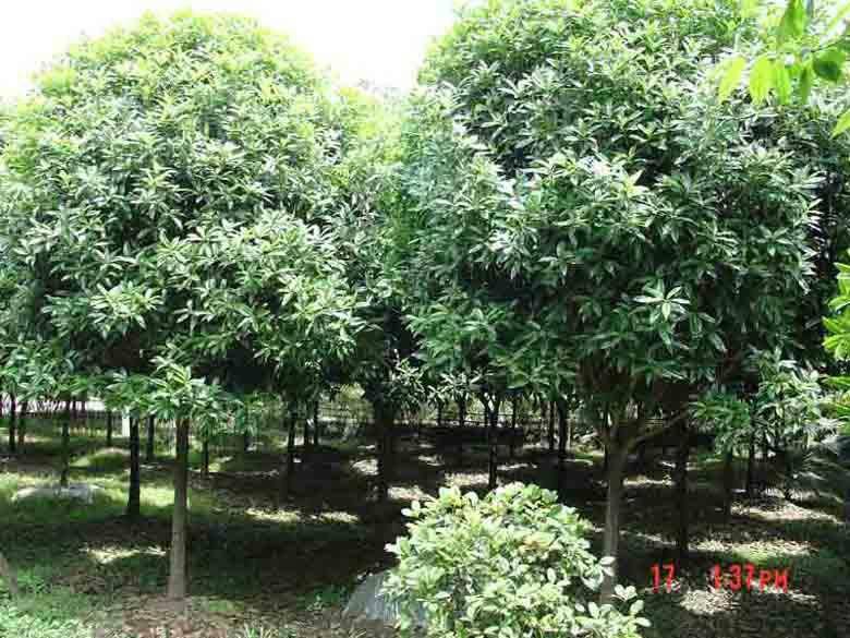 供應山東菏澤大葉黃楊球苗圃基地