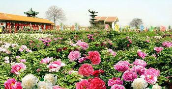 供應(yīng)山東菏澤牡丹苗圃基地