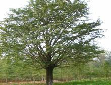 供應(yīng)山東菏澤國槐苗圃基地供應(yīng)1-40國槐