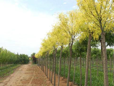 供應(yīng)菏澤黃金槐金葉槐金枝槐苗圃基地