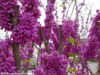 供應(yīng)山東菏澤紫荊供應(yīng)商苗圃基地