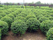 供應(yīng)山東菏澤海桐苗圃基地