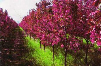 供應(yīng)菏澤垂絲海棠/北美海棠苗圃基地