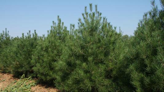 供應(yīng)山東菏澤白皮松苗圃基地