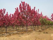 供應(yīng)菏澤垂絲海棠/北美海棠苗圃基地