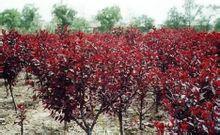 供應(yīng)山東菏澤紫葉矮櫻苗圃基地