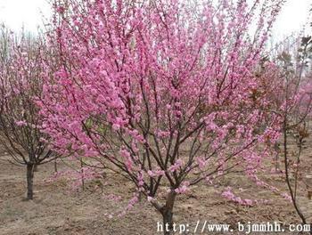 供應(yīng)山東菏澤榆葉梅苗圃基地