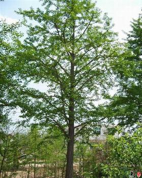 供应山东菏泽银杏树苗圃基地图片