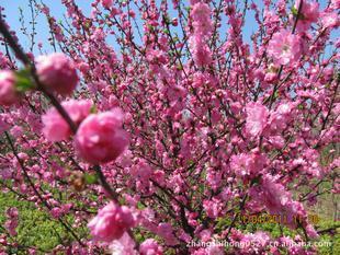 供應(yīng)山東菏澤榆葉梅苗圃基地