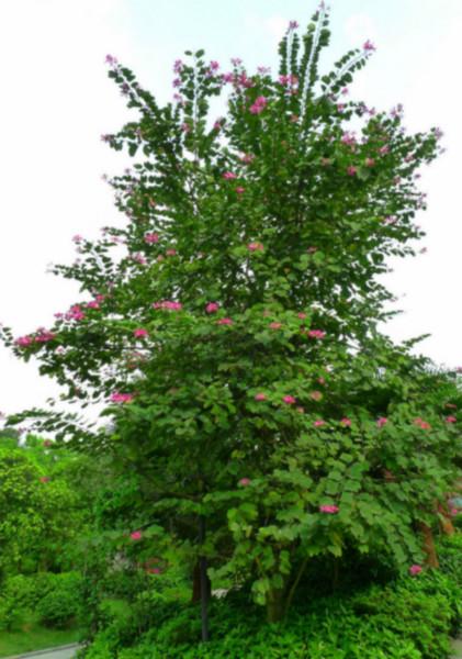 供應(yīng)山東菏澤珍珠梅供應(yīng)商苗圃基地