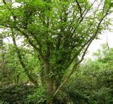 供應(yīng)山東菏澤珍珠梅供應(yīng)商苗圃基地