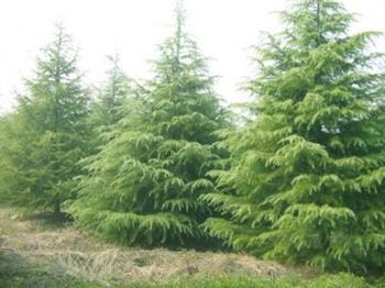 供應山東菏澤雪松苗圃基地