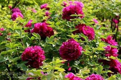 供應(yīng)山東菏澤紫葉矮櫻苗圃基地