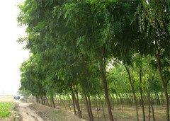 供應(yīng)山東菏澤刺槐苗圃基地