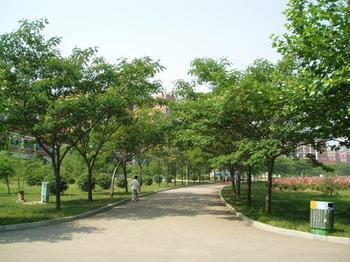 供應山東菏澤合歡苗圃基地-供應合歡.垂柳.欒樹