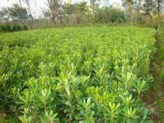 供應(yīng)山東菏澤海桐苗圃基地