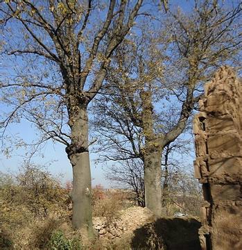 供應(yīng)山東菏澤皂角樹(shù)苗圃基地