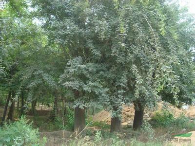 供應(yīng)山東菏澤皂角樹(shù)苗圃基地