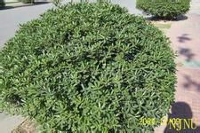 供應(yīng)山東菏澤海桐苗圃基地