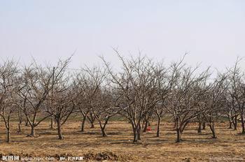 供應(yīng)湖州法桐白蠟欒樹(shù)垂柳苗木基地