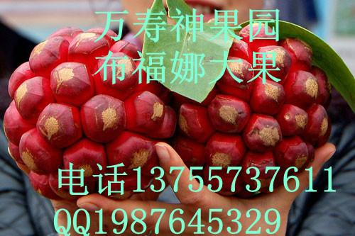 供應(yīng)*長壽果之一布福娜*長壽果之一布福娜長壽果（黑老虎）種苗