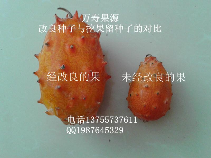 供應(yīng)*高產(chǎn)量火參果種子請找江西寶農(nóng)火參果種業(yè)