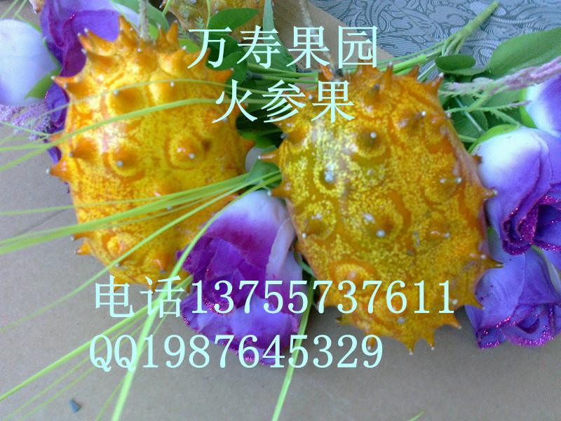 供應(yīng)湖南火參果種子供貨商，湖南火參果種子直銷(xiāo)商。湖南火參果種子價(jià)錢(qián)