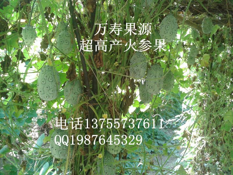 火參果圖片