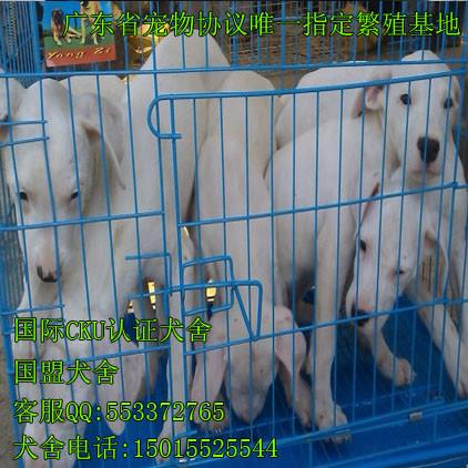 供应杜高犬  出售纯种杜高幼犬图片