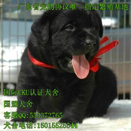 供应拉布拉多幼犬图片