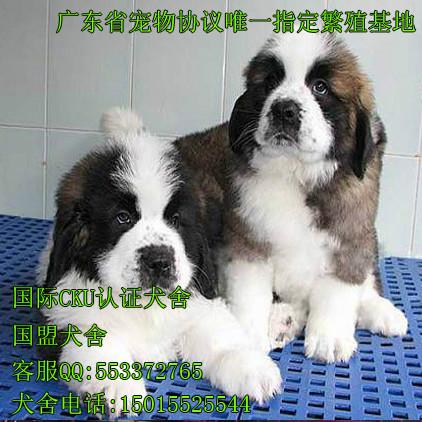 出售纯种圣伯纳幼犬图片