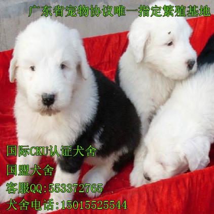 广州市古代牧羊犬厂家