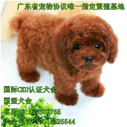 泰迪熊幼犬供应泰迪熊幼犬出售纯种泰迪熊幼犬品相好 贴身宠物 上门多只挑选