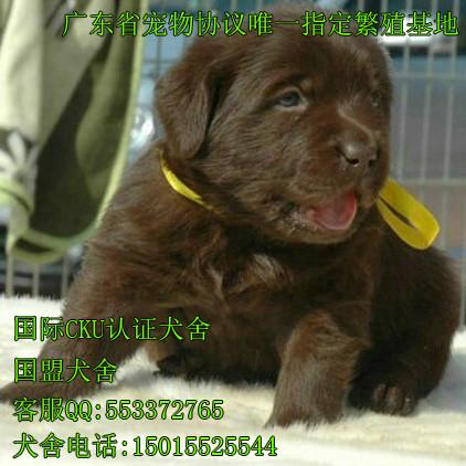 出售纯种拉布拉多幼犬供应拉布拉多幼犬