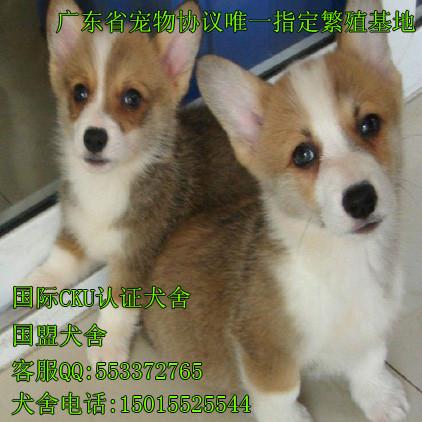 供应柯基犬  出售纯种柯基幼犬图片