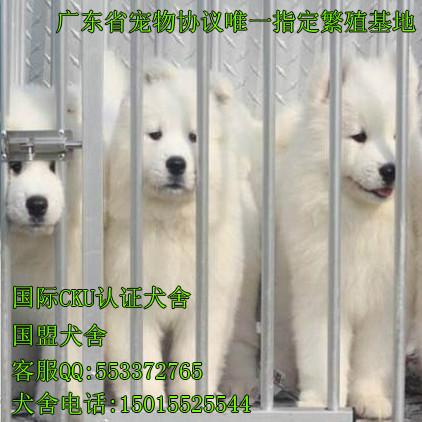 出售萨摩幼犬宝宝供应纯种萨摩幼犬宝宝