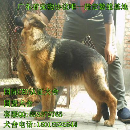 广州市德国牧羊犬厂家供应德国牧羊犬 出售纯种德国牧羊幼犬