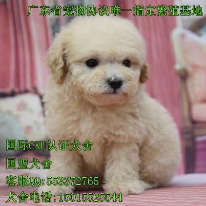 广州市泰迪熊幼犬厂家